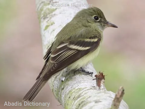 acadian flycatcher